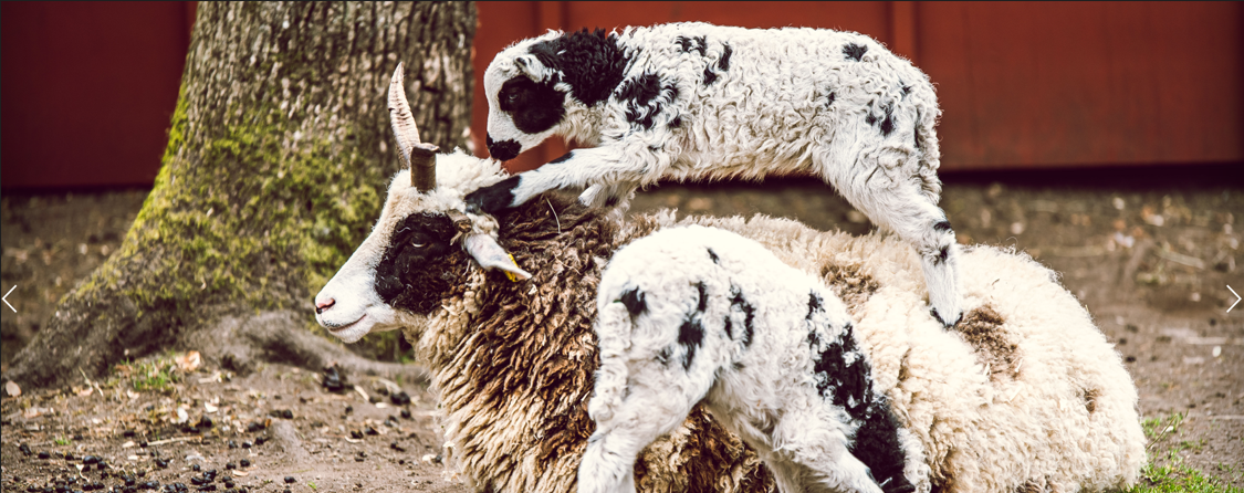 TinyPettingZoo's profile header