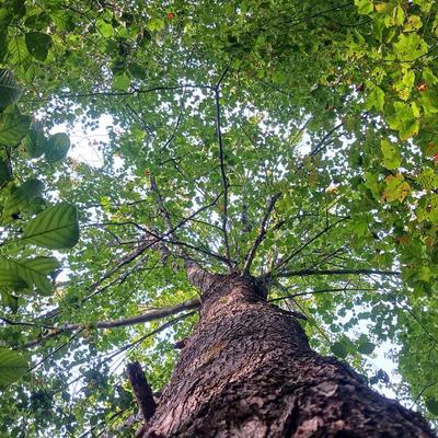 artandnature's avatar