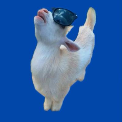 xinicit's avatar