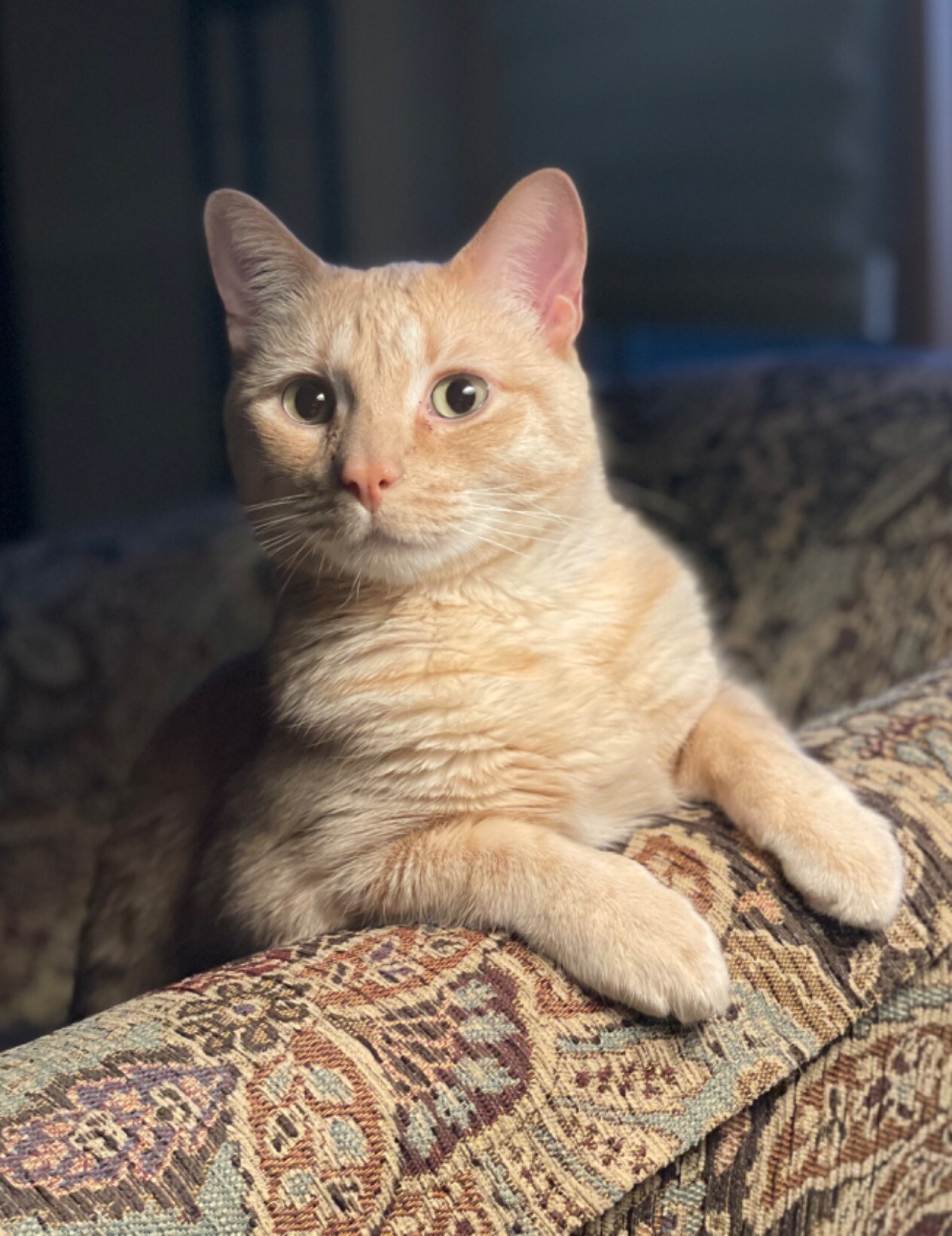 Orange tabby poses on an upholstered chair.