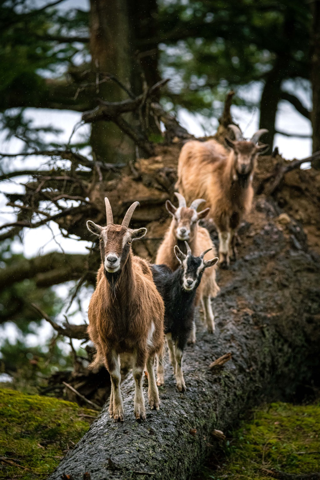 4 wild goats posing on a fallen tree. 