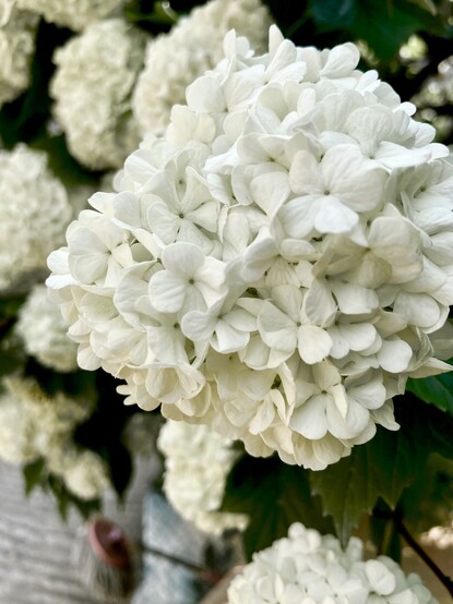 A close up of white lilacs (I think). 