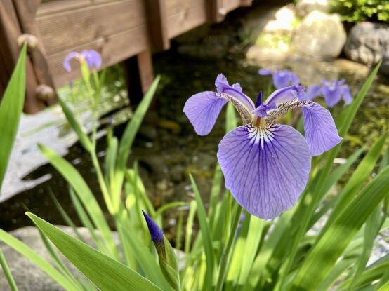 A close up of a purple iris next to a curated creek that flows under a small bridge in the background. 