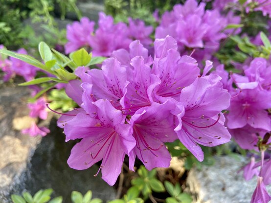 A close up of some azaleas.