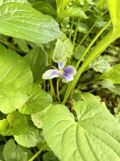 A violet flower peeking through the greenery that surrounds it. 