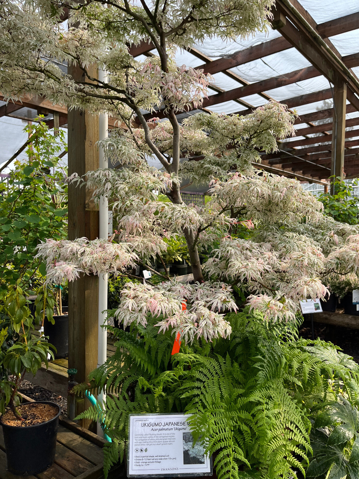 Swanson's Nursery - Acer palmatum 'Ukigumo'