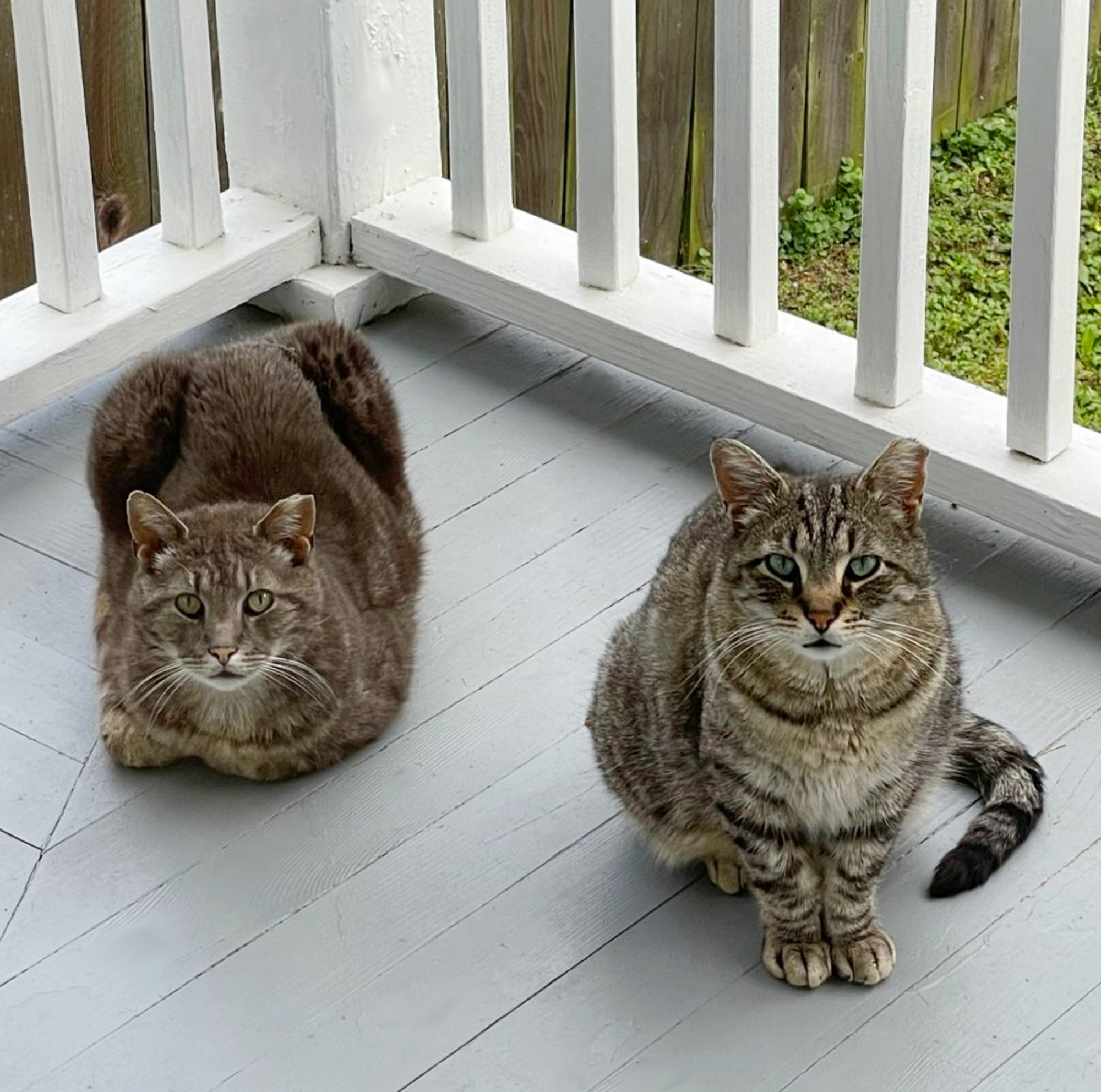 Two tabby cats, Ash and Taylor, wait patiently(?) on the back porch.