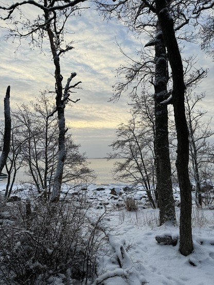 Wintery sea seen behind a couple of seashore trees. Partly cloudy sky has a yellowish tint from the low sun.