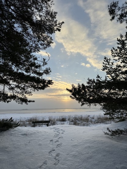 Wintery sea and sky seen behind some seashore trees. A path of footsteps in the snow leads to a bench on the shore.