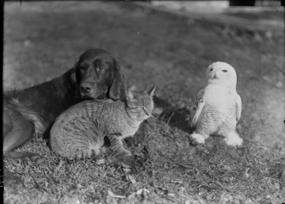 A black-and-white photograph of a black dog and tabby cat lying together in the grass with a snowy owl standing on the ground only a few centimetres away.