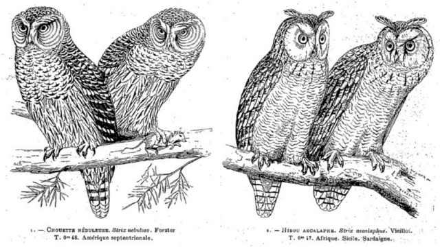 Two black-and-white printed sketches each of two different species of owl, with French-language and Latin captions.
Left: Choutte nébuleuse. Strix nebulosa. Forster. T. 0m 48. Amérique septentrionalwe.
Right. 1. Hibou ascalphe. Strix ascalphus. Viellot. T. 0m 47. Afrique. Sicile. Sardaigne.