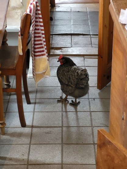 Ein graues Huhn namens Olga spaziert auf dem Küchenfußboden herum