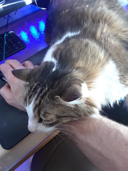 Hand on a computer mouse. A 15lb cat is lounging across the hand's wrist. The cat is a beautiful boi!