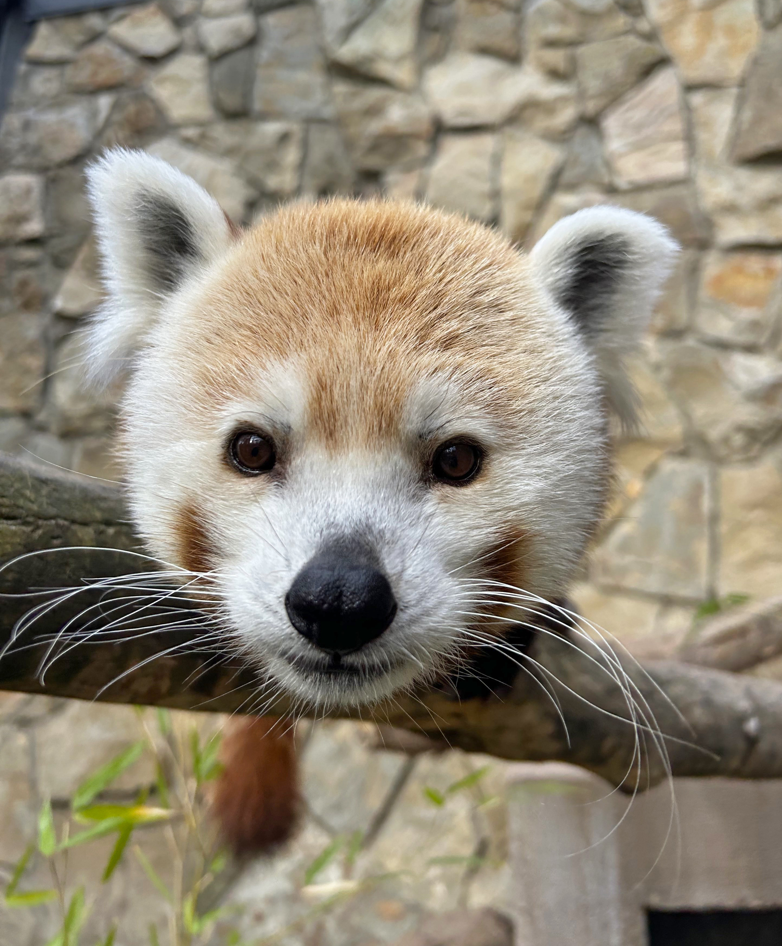 Closeup of a male Himalayan red panda leaning forward into the camera while sitting on a branch in an outdoor zoo habitat.