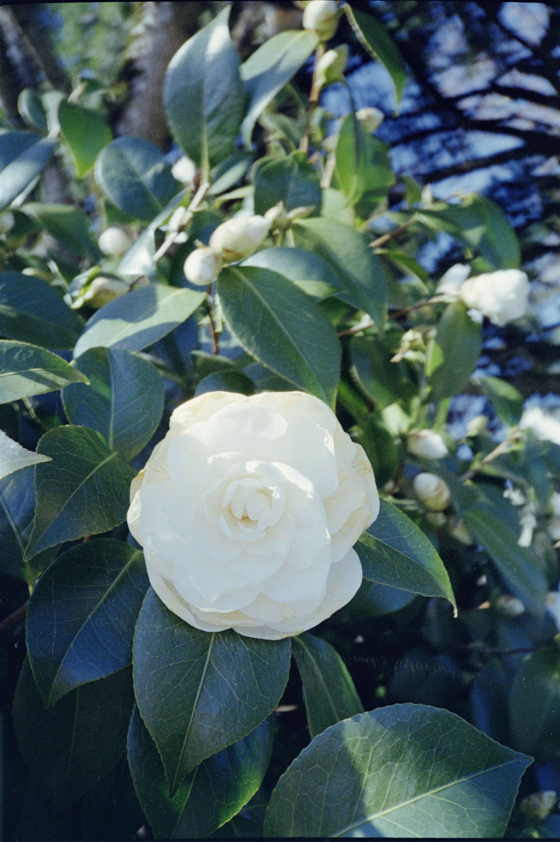 A close-up photo of a white rose, shot on Pentax Espio Mini