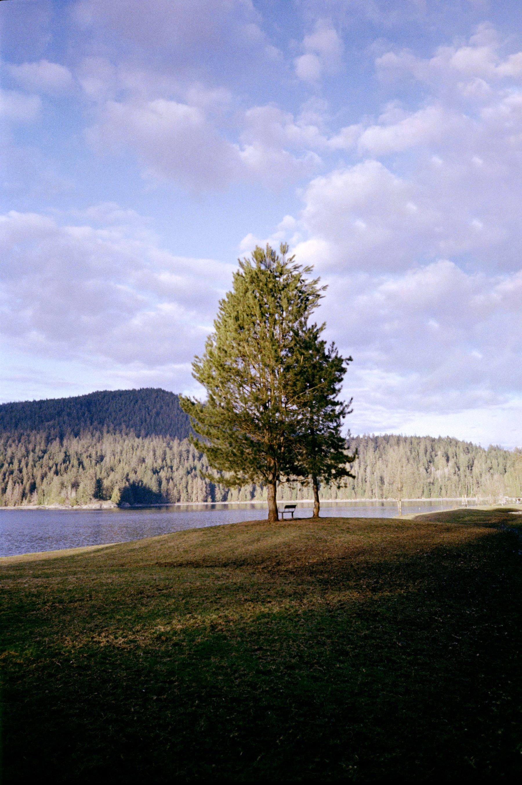 Two trees on a cut grass hill in the distance with the body of water and an island in view. Shot on Pentax Espio Mini.