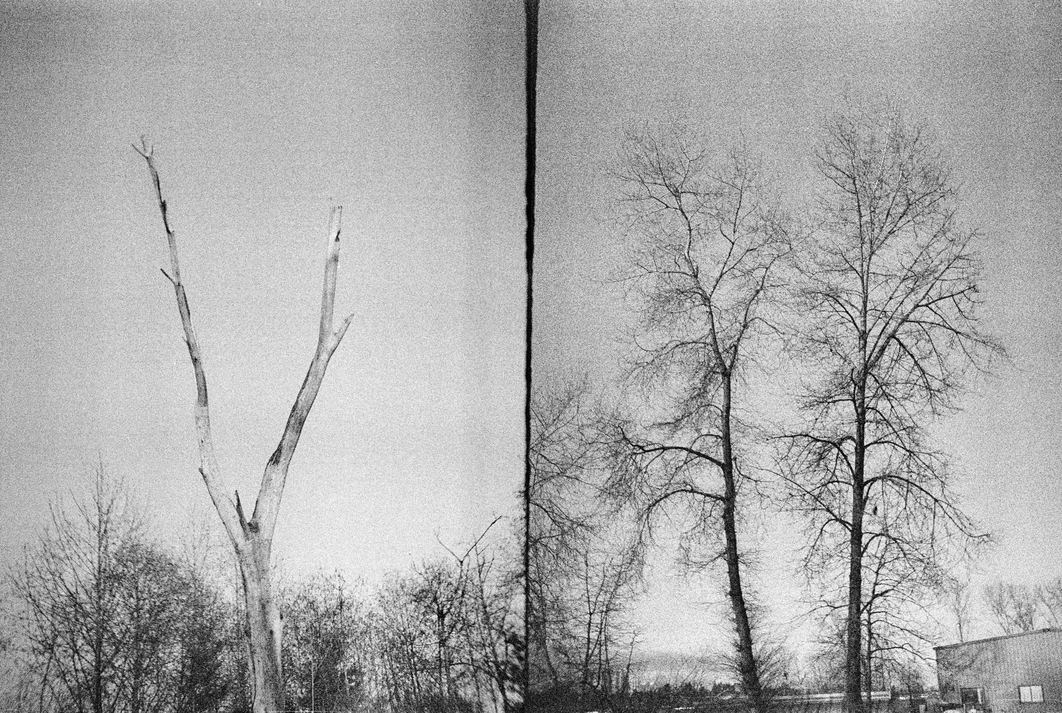Two grainy photos of trees in black and white side-by-side