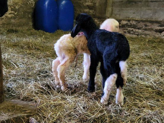 Zwei neugeborene Lämmer im Stall; ein weißes und ein fast schwarzes mit weißen Hinterfüßchen stehen dicht beieinander