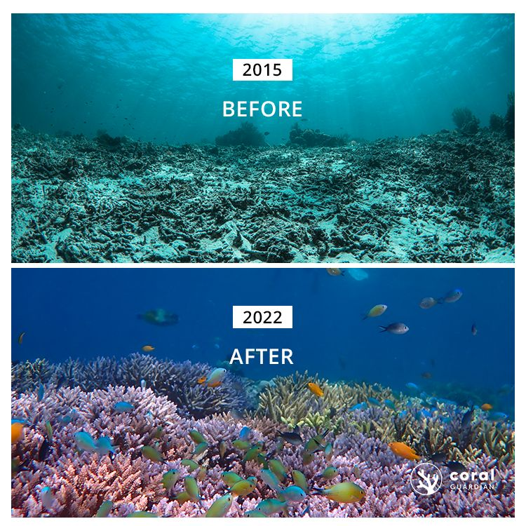 Before/after undersea photo: 1) 2015 “before” with a dried up, dark, barren floor comprising dead coral; 2) 2022 “after” with a colorful coral reef, bustling with many swimming fish