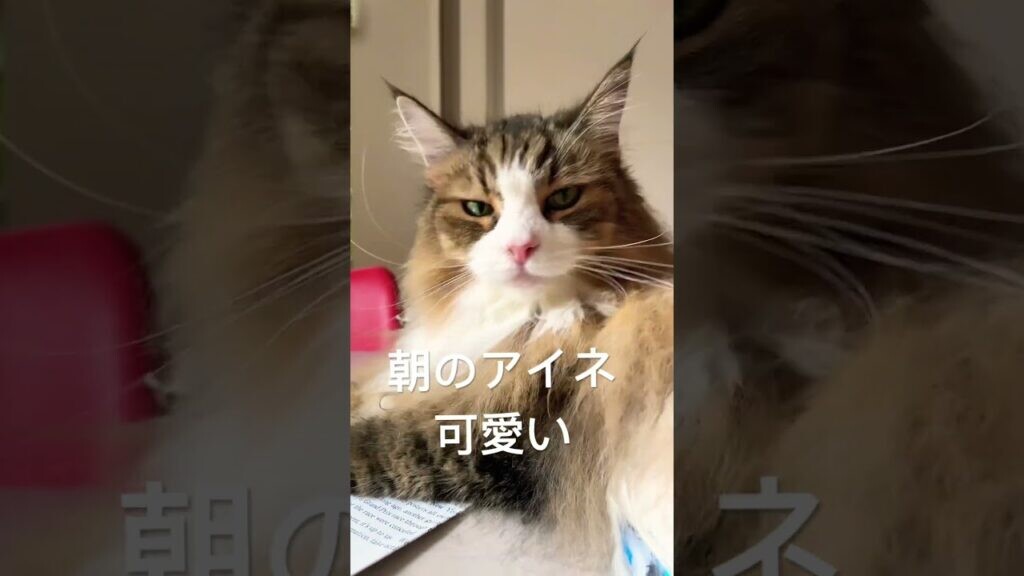 ねこ ユニセックス】 猫Tシャツ おもしろTシャツ ゴルフ好き さん用 T