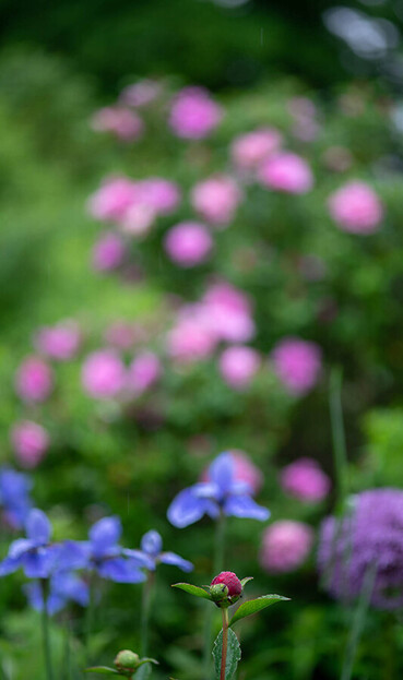 Photograph of red peony bud with blue iris and roses in background
