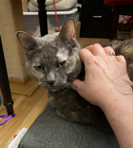 cat getting neck scratch