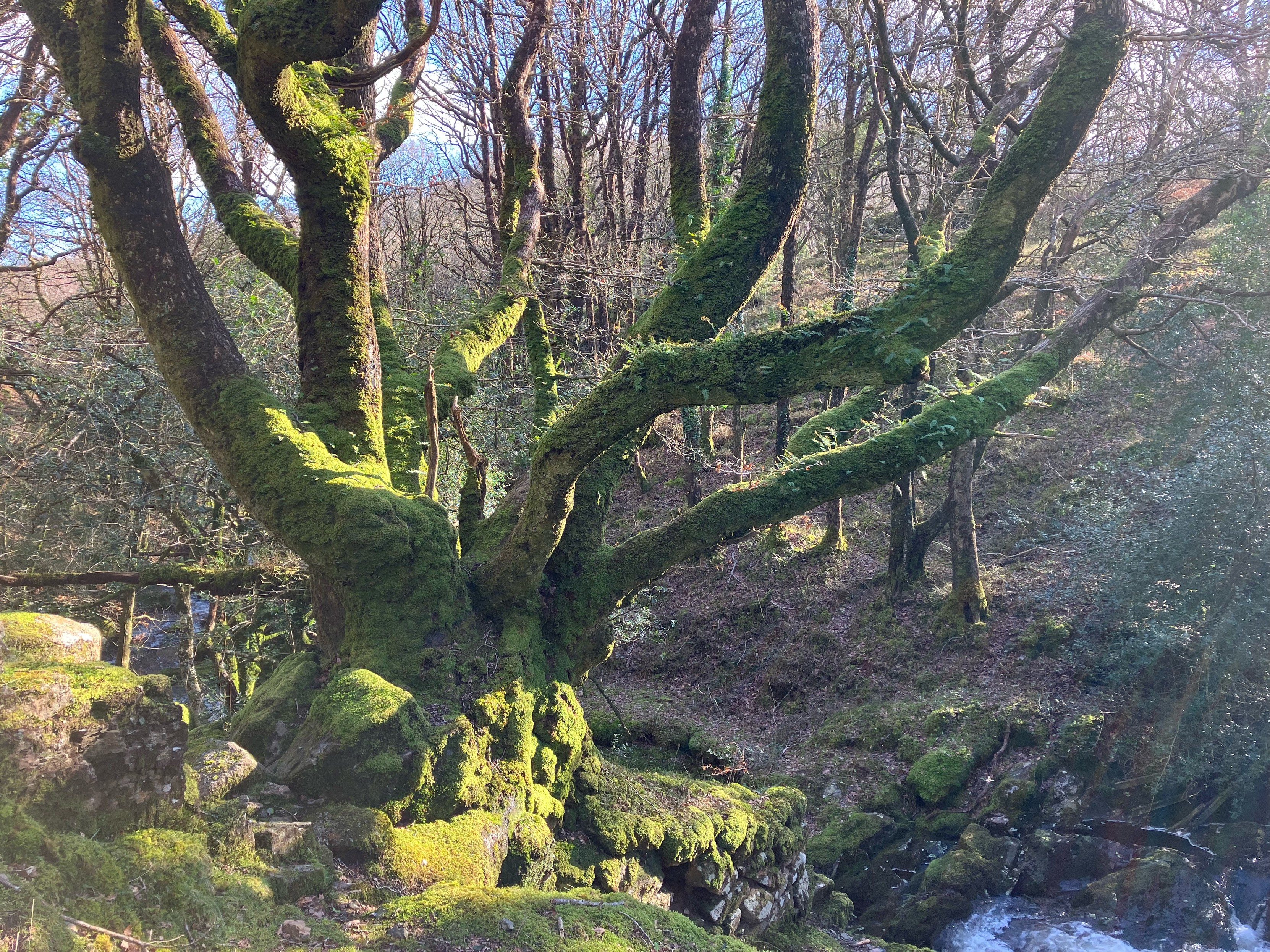 Photo of an extremely mossy oak tree trunk, growing up from an equally mossy tumbledown stone wall on the bank of a stream. There appears to be a face at the base of gnarly bulbous trunk, above which multiple stems branch out like green tentacles. Polypody ferns sprout from the southern facing branches. Sunlight streaming through trees on the opposite side of the stream (on the right of the frame) creating brighter patches of green. The stream is small but rushing white over rocks after recent rain. The opposite bank is largely in shade, the sun low behind the densely wooded slope. The floor is still brown with fallen leaves and new leaves are yet to burst forth. Above the skyline, through the trees, is a strip of bright blue sky. 