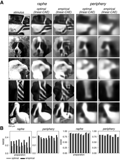 Inference of visual perception in the raphe and peripheral retina with naturalistic images.