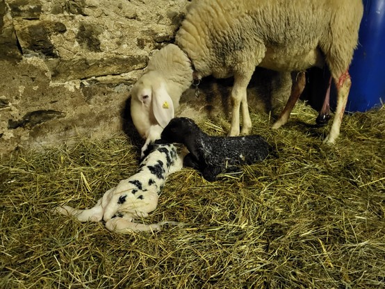 A white sheep licking its two newborn lambs; one is black, the other one white with black spots like a dalmatine. 
Both are still covered in slime