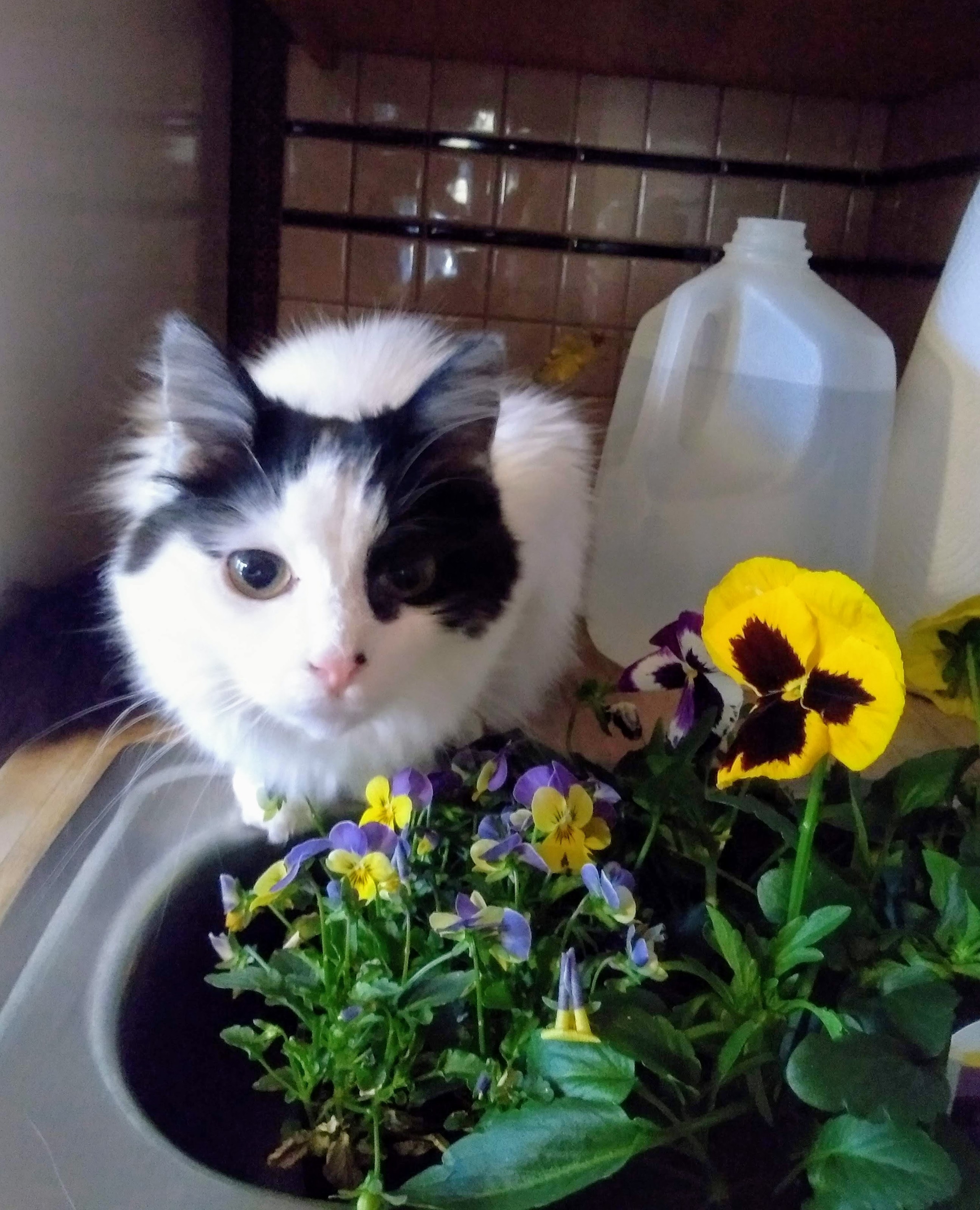 Looking directly at the camera a long haired white and black cat with a pink nose sits beside a stainless steel sink. In the sink are pots of big yellow pansies and tiny yellow and light purple ones.