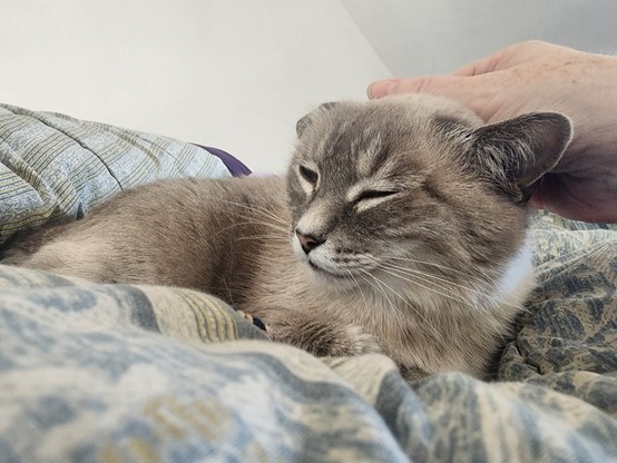 Grey Siamese on a blue and cream patterned comforter with a pale hand scruffing her head. The cat's eyes are mostly closed and she's curled up on her side with her legs and tail tucked under her.