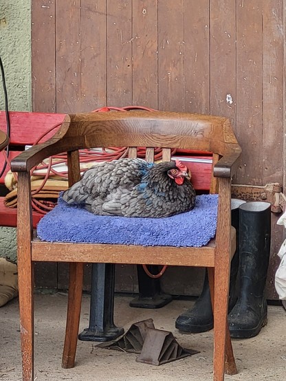 Ein Lehnstuhl mit Polsterung, der im Freien steht. Das Huhn Olga sitzt darauf.