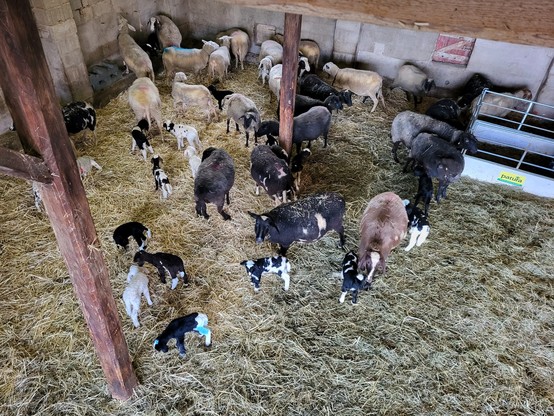 Bird view of a sheep flock in a stable; around 25 ewes and a lot of little lambs in black, brown, white
