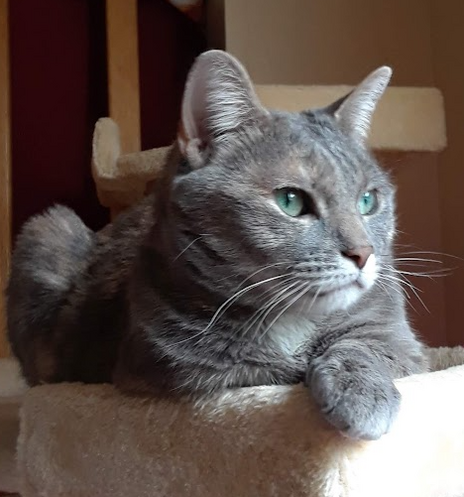 Gray tabby with beautiful aquamarine eyes lounging on a cat tower.
