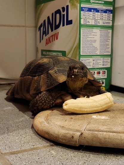 Breitrandschildkröte Hänsel mampft eine Banane.