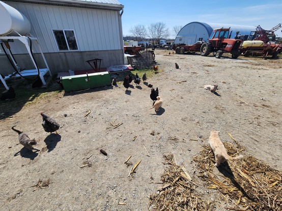 A wide angled shot of a dirt road and part of a white barn, and half a dozen cats and chickens walk hanging out together. Most of the chickens are black, but a few are black and white or redheads. The cats are pretty evenly split between redheads and mottled greys.