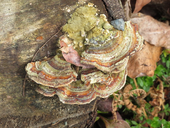 Colourful large ears of fungi with green "foam" at the top of the picture