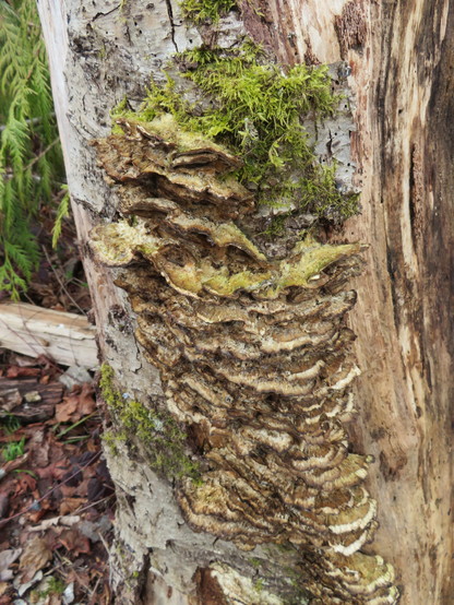 A lot of ear fungi on a tree with lichen and moss too