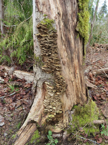 Moss lichen and fungi on a tree trunk