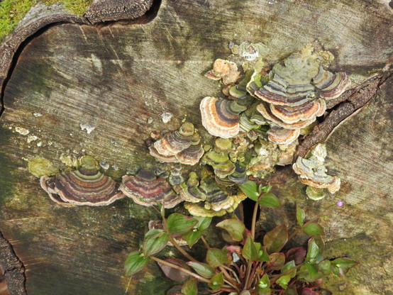Rings of colour on the ears of the fungi - mostly shades of brown but some bright green too