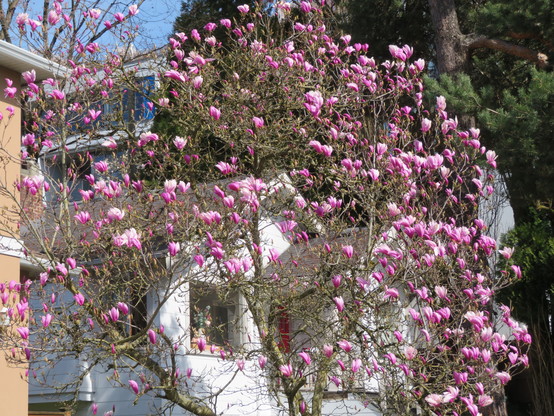 Magnolia tree in full bloom