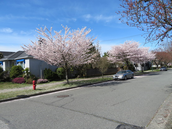 Street trees with white blossoms