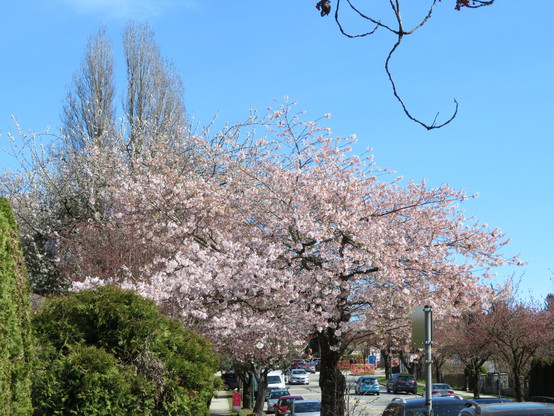 Street tree with pink blossom