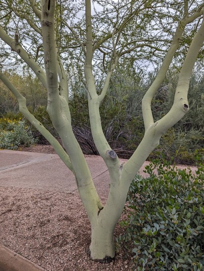 A Palo Verde tree. A tree with green bark.