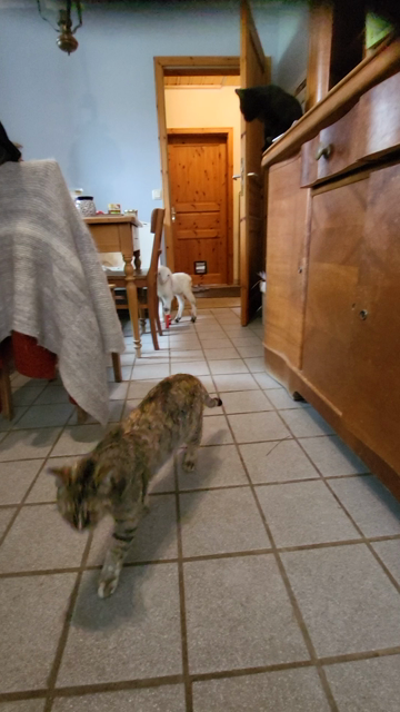 Durch die Küche läuft ein weißes Lamm auf die Kamera zu. Zwei Katzen laufen auch rum, sie wirken eher skeptisch