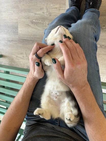 A close up of a white and grey kitten, laying completely upside down on my lap. Her paws are curled inward and twitching as she is being pet.