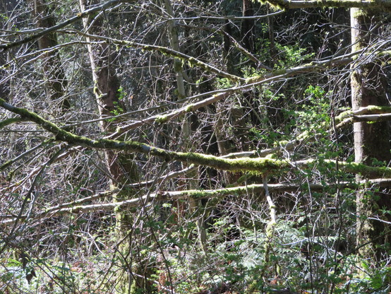 Tree moss catching the sunlight
