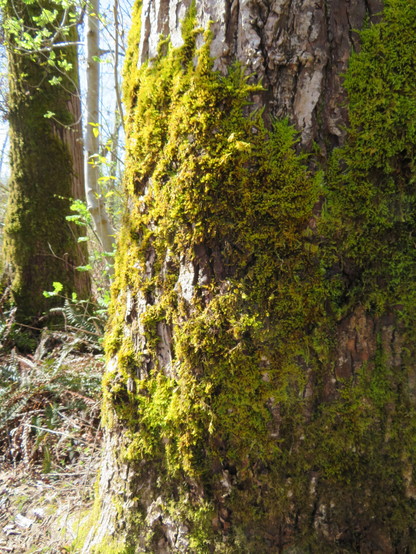 Tree moss on a tree trunk in partial sunlight