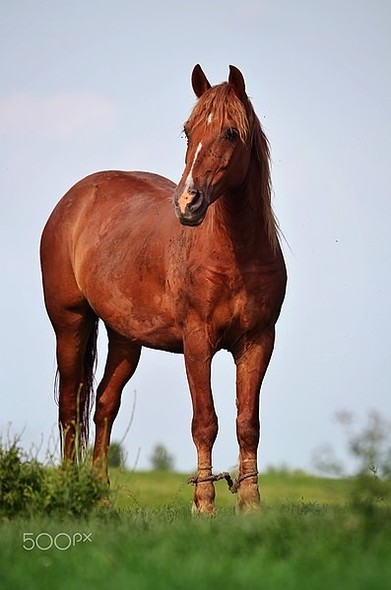 A brown horse, standing.  Source: Wikimedia Commons https://en.wikipedia.org/wiki/File:Beautiful_Brown_Horse_%28198516275%29.jpeg