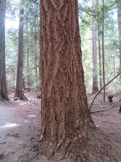 A close up of the base of a large fir tree with very heavily indented bark.

In the background are a number of similar trees of various thickness of trunk but none as thick as this one